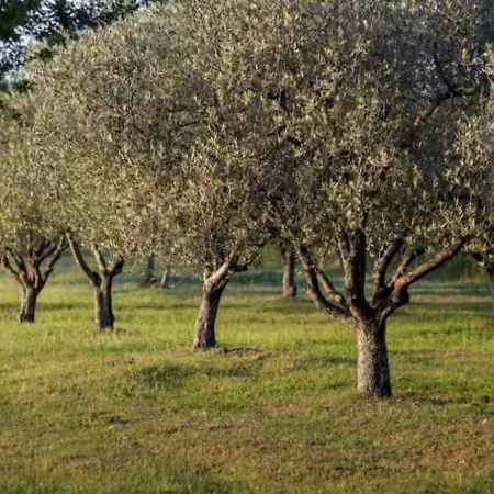 Elena's * Skala Rachoni (Thasos)